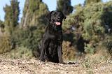 LABRADOR 634